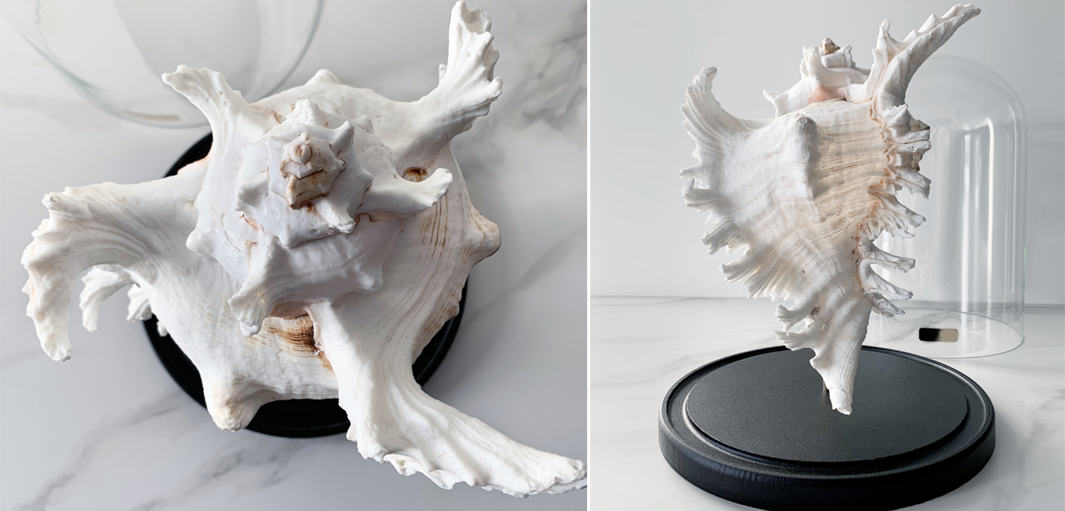 Статуэтка Murex Ramosus Glass Cloche XL - фото