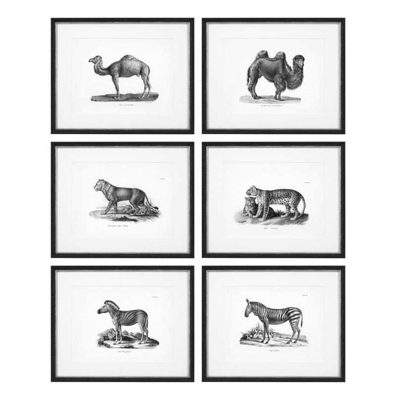 Комплект постеров Eichholtz Prints Historical Animals set of 6 Черный Черно-белый в Екатеринбурге | Loft Concept 