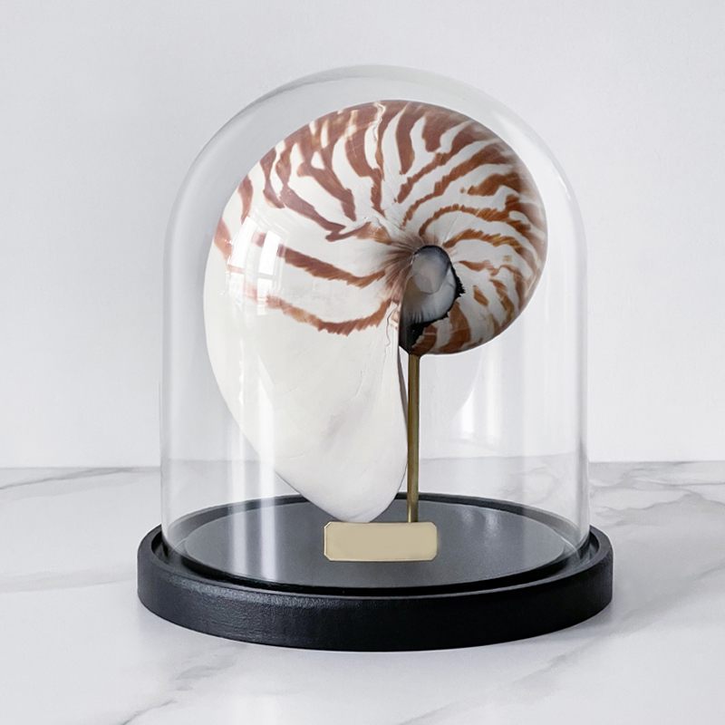 Статуэтка Nautilus Pompilius Glass Cloche  в Екатеринбурге | Loft Concept 