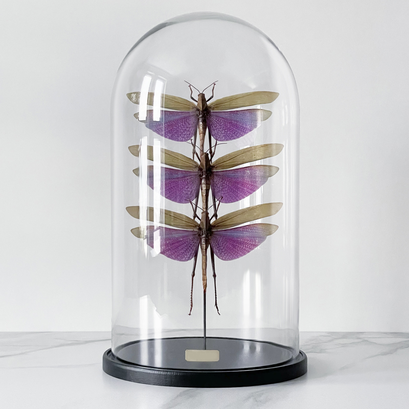 Статуэтка 3 Grasshoppers Titanacris Albipes Glass Cloche  в Екатеринбурге | Loft Concept 