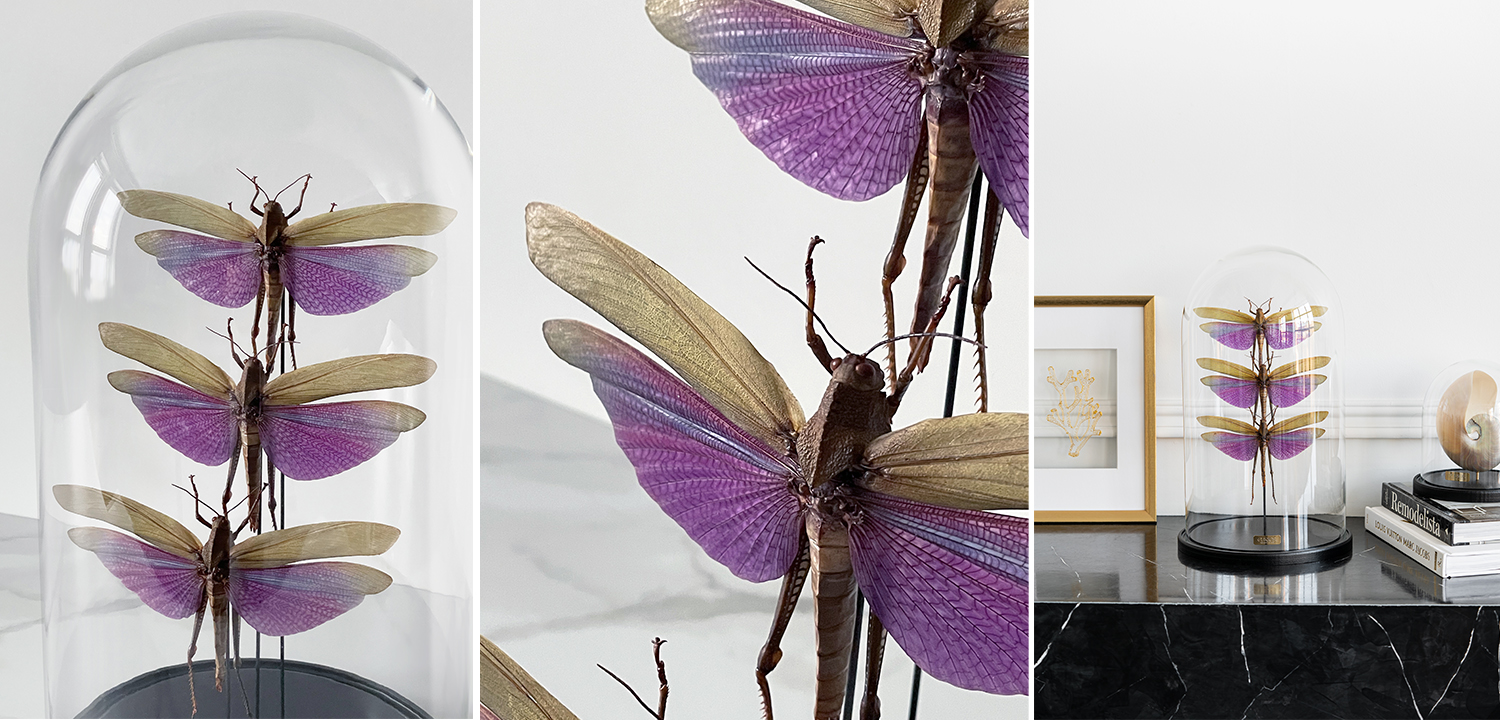 Статуэтка 3 Grasshoppers Titanacris Albipes Glass Cloche - фото