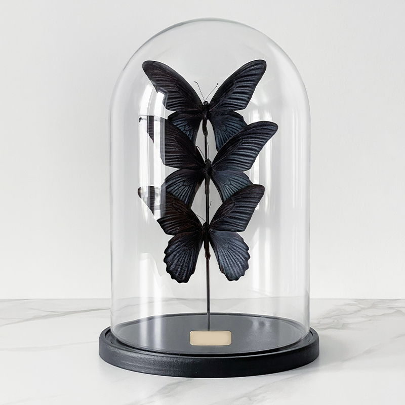 Статуэтка 3 Butterflies Papilio Memnon Glass Cloche  в Екатеринбурге | Loft Concept 