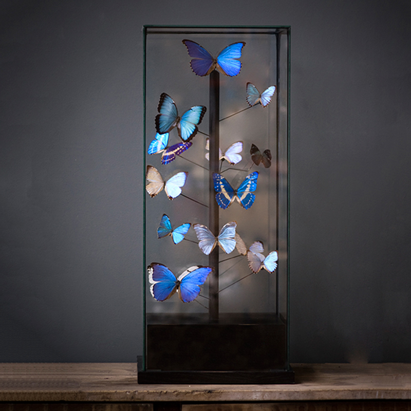 Статуэтка 14 Blue Butterflies Morphos Glass Box  в Екатеринбурге | Loft Concept 