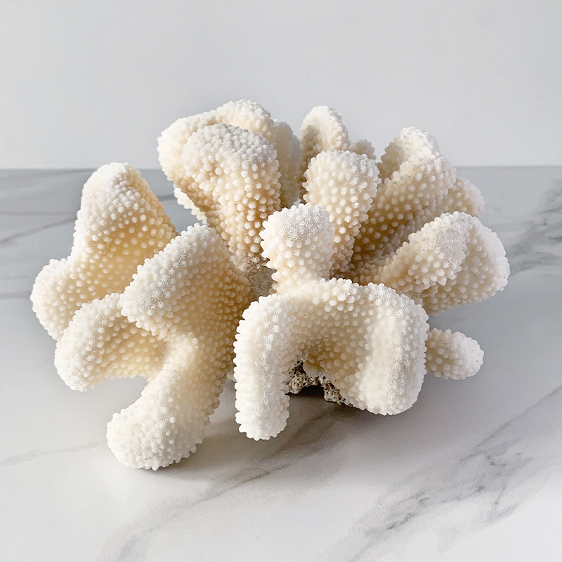 Статуэтка White Cauliflower Coral  в Екатеринбурге | Loft Concept 