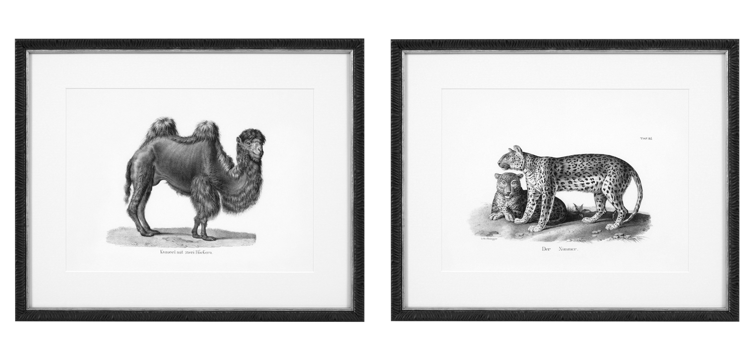 Комплект постеров Eichholtz Prints Historical Animals set of 6 - фото