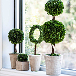 Декоративный искусственное растение Square boxwood варинант исполнения - 3 | Loft Concept в Екатеринбурге