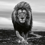 Книга Beusker. Look into my Eyes варинант исполнения - 7 | Loft Concept в Екатеринбурге