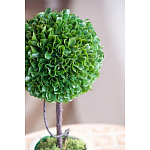 Декоративный искусственное растение Single boxwood варинант исполнения - 7 | Loft Concept в Екатеринбурге
