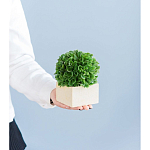 Декоративный искусственное растение Square boxwood варинант исполнения - 7 | Loft Concept в Екатеринбурге