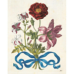 Книга цветов 22 постера Maria Sibylla Merian: 22 Pull-Out Posters варинант исполнения - 3 | Loft Concept в Екатеринбурге