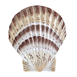 Фигурка из фарфора в виде ракушки морского гребешка Marine Tridacna варинант исполнения - 1 | Loft Concept в Екатеринбурге