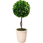 Декоративный искусственное растение Single boxwood варинант исполнения - 1 | Loft Concept в Екатеринбурге