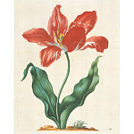 Книга цветов 22 постера Maria Sibylla Merian: 22 Pull-Out Posters варинант исполнения - 5 | Loft Concept в Екатеринбурге