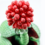 Дизайнерская статуэтка для интерьера Tropical Fruit Pandora 16 варинант исполнения - 1 | Loft Concept в Екатеринбурге