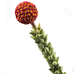 Статуэтка тропический фрукт  Tropical Fruit High Orange варинант исполнения - 2 | Loft Concept в Екатеринбурге