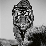 Книга Beusker. Look into my Eyes варинант исполнения - 6 | Loft Concept в Екатеринбурге