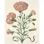 Книга цветов 22 постера Maria Sibylla Merian: 22 Pull-Out Posters варинант исполнения - 4 | Loft Concept в Екатеринбурге