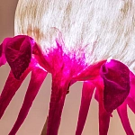 Торшер фуксия «Цветы из снов»  варинант исполнения - 4 | Loft Concept в Екатеринбурге