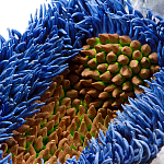 Дизайнерская статуэтка для интерьера Tropical Fruit Pandora 12 варинант исполнения - 3 | Loft Concept в Екатеринбурге