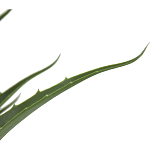 Декоративный искусственное растение Medium Aloe варинант исполнения - 2 | Loft Concept в Екатеринбурге