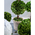 Декоративный искусственное растение Single boxwood варинант исполнения - 3 | Loft Concept в Екатеринбурге