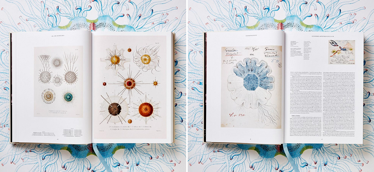 The Art and Science of Ernst Haeckel XXL The Art and Science of Ernst Haeckel XXL - Loft-Concept в Екатеринбурге