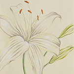 Обои ручная роспись Lilium Special Colourway on Ivory dyed silk варинант исполнения - 1 | Loft Concept в Екатеринбурге