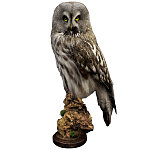 Чучело Совы таксидермия варинант исполнения - 1 | Loft Concept в Екатеринбурге