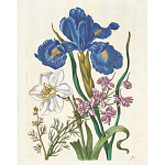 Книга цветов 22 постера Maria Sibylla Merian: 22 Pull-Out Posters варинант исполнения - 6 | Loft Concept в Екатеринбурге