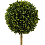 Декоративный искусственное растение Boxwood One варинант исполнения - 2 | Loft Concept в Екатеринбурге