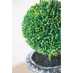 Декоративный искусственное растение Double boxwood варинант исполнения - 6 | Loft Concept в Екатеринбурге