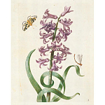 Книга цветов 22 постера Maria Sibylla Merian: 22 Pull-Out Posters варинант исполнения - 2 | Loft Concept в Екатеринбурге