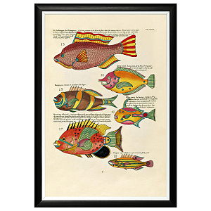 Постер в черной раме Fish Guide 3