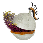 Статуэтка фантастический фрукт Exotic Tropical Fruit orange and white 67 варинант исполнения - 4 | Loft Concept в Екатеринбурге