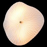 Бра в форме лепестка с рельефной текстурой FLOW варинант исполнения - 1 | Loft Concept в Екатеринбурге