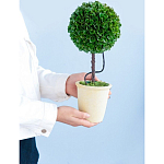 Декоративный искусственное растение Single boxwood варинант исполнения - 8 | Loft Concept в Екатеринбурге