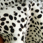 Мебельная ткань Искусственный мех  белый леопард 90 см T5-3 варинант исполнения - 3 | Loft Concept в Екатеринбурге
