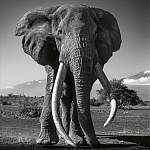 Книга Beusker. Look into my Eyes варинант исполнения - 5 | Loft Concept в Екатеринбурге