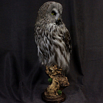 Чучело Совы таксидермия варинант исполнения - 3 | Loft Concept в Екатеринбурге