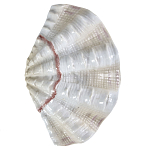 Фигурка из фарфора в виде одной створки ракушки Marine Tridacna варинант исполнения - 1 | Loft Concept в Екатеринбурге