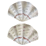 Фигурка из фарфора в виде одной створки ракушки Marine Tridacna варинант исполнения - 2 | Loft Concept в Екатеринбурге